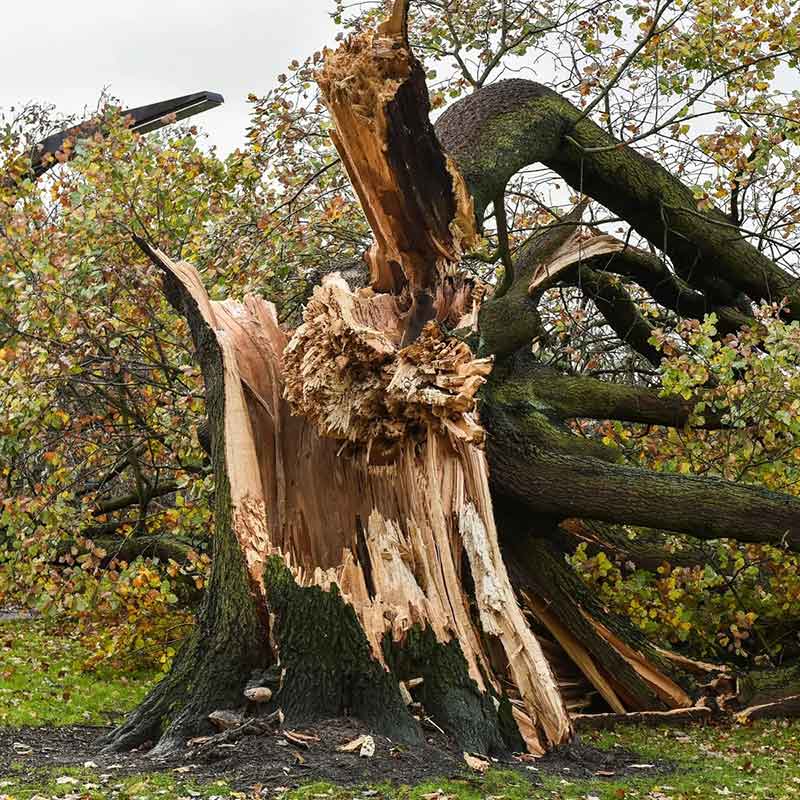Marc McGroarty and crew — Marc's Tree Service