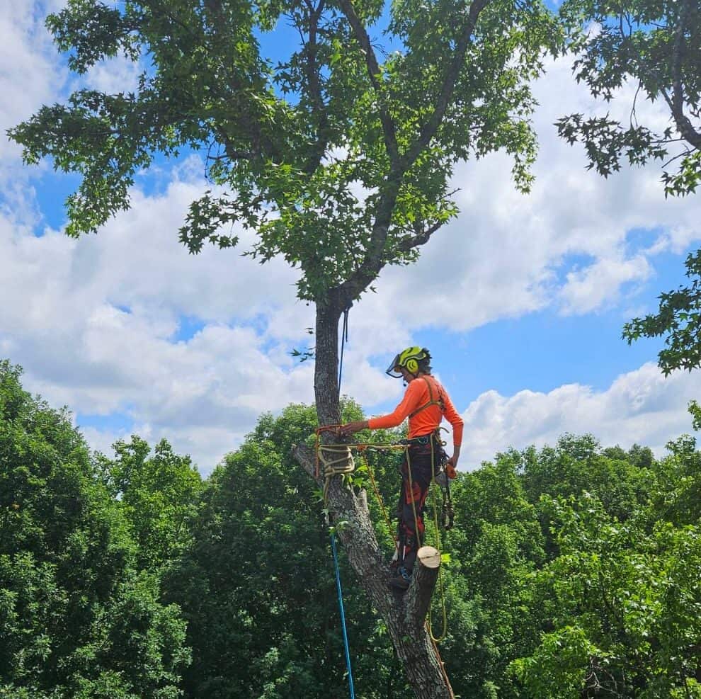 Completed tree service projects in Charlotte NC