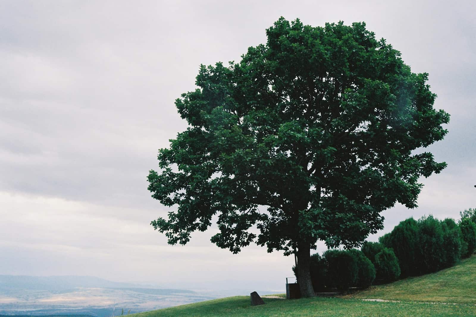 Deep root fertilization tree care