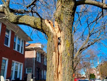 Emergency storm damage tree service