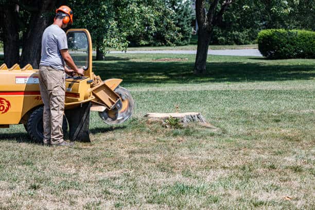 Stump grinding and removal