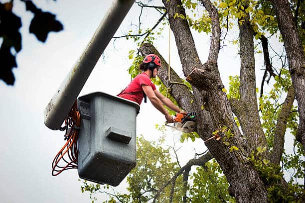 Tree removal service in Charlotte, NC